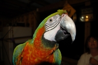 Spring Hill Associate Zilla Bird image