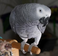 Headshot for Associate Broker IDX Billing System